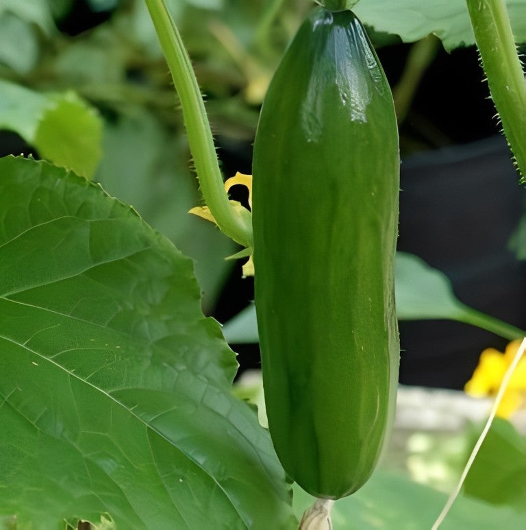 Komkommer - 'Iznik F1'