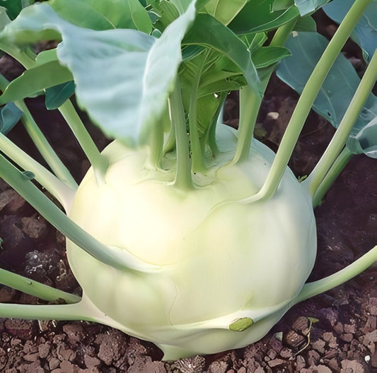 Koolrabi - 'Witte Delikatess'