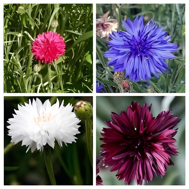 Centaurea cyanus - 'Ball Collectie'