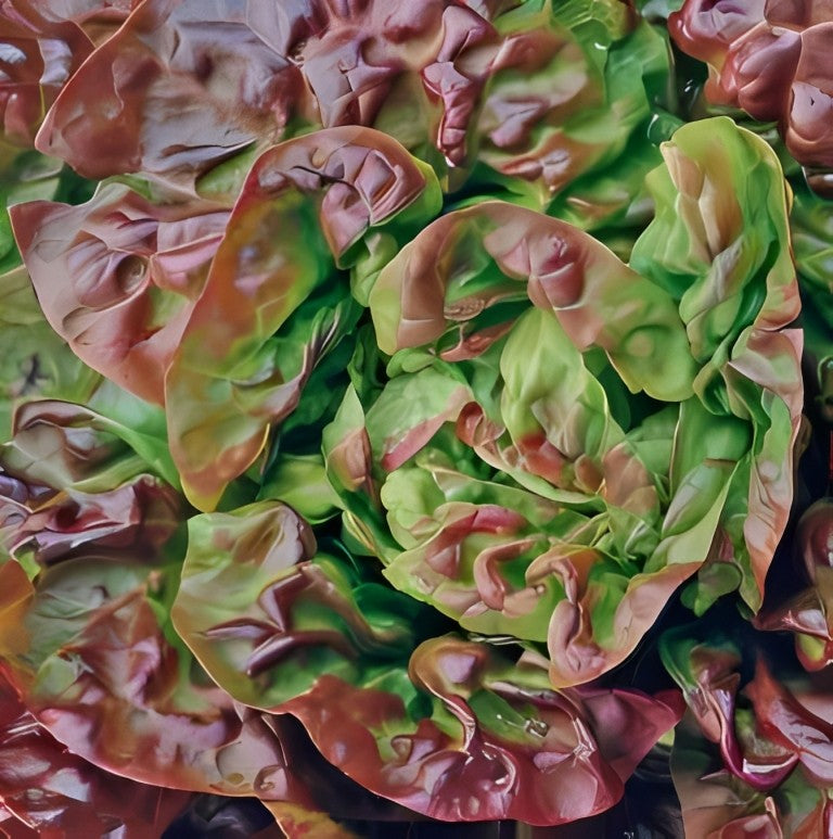 Kropsla - 'Wonder der Vier Jaargetijden'