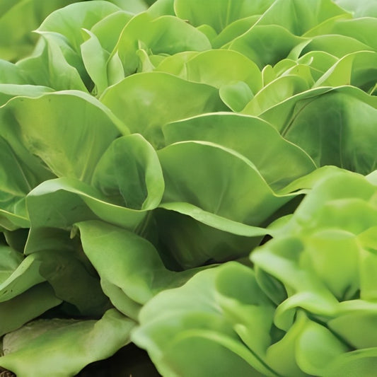 Kropsla - 'Zwart Duits'