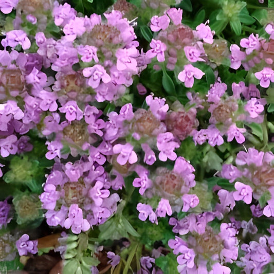 Wilde Tijm - 'Paarse'