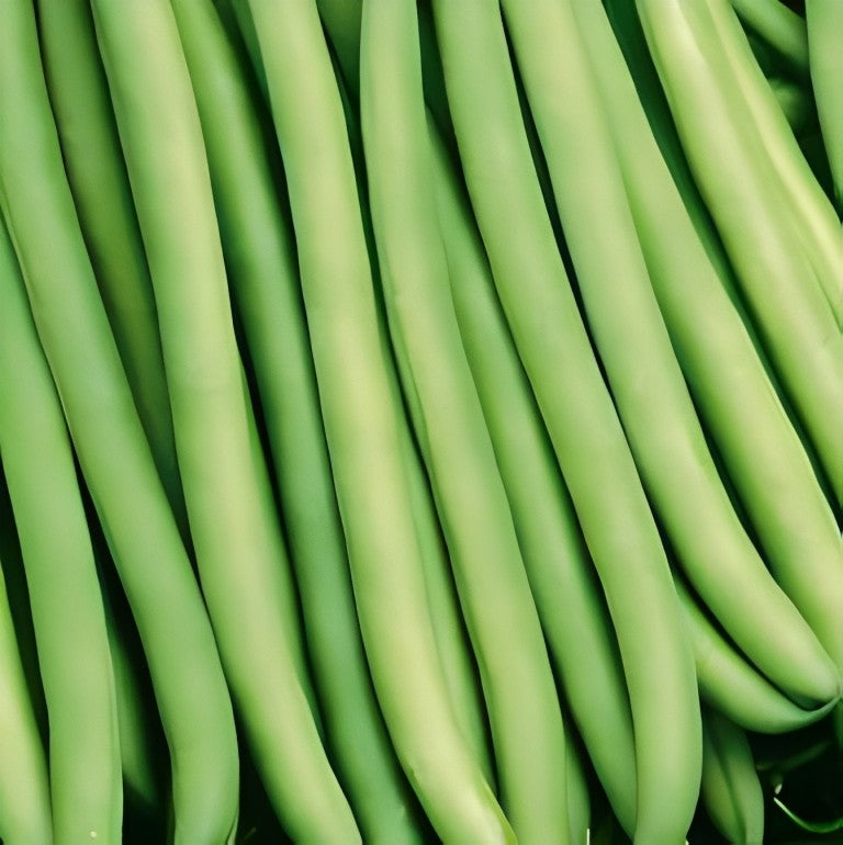 Stamslaboon - 'Kylian'