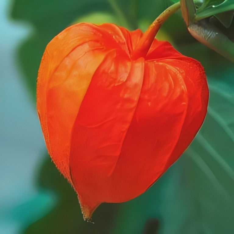 Physalis alkekengi (Lampionplant)