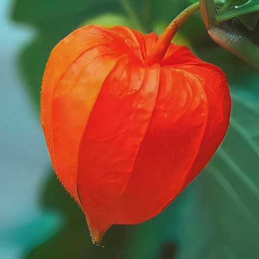 Physalis alkekengi (Lampionplant)