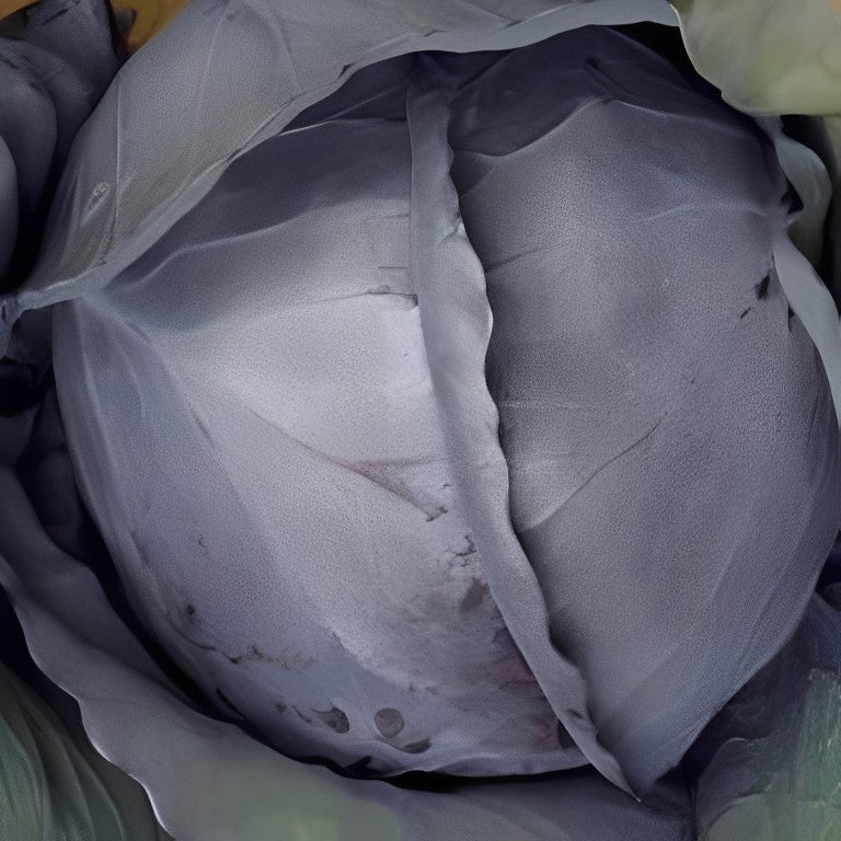 Rode Kool - 'Langedijker Bewaar'