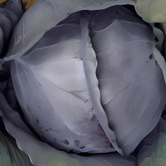 Rode Kool - 'Langedijker Bewaar'