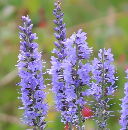 Veronica longifolia (Lange Ereprijs)