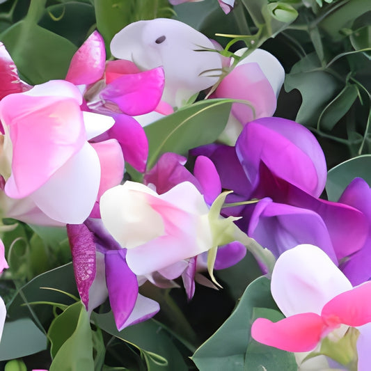 Lathyrus odoratus - 'Cupid Mix'