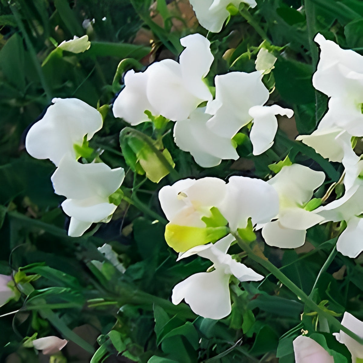 Lathyrus odoratus - 'Cuthbertson Janet'