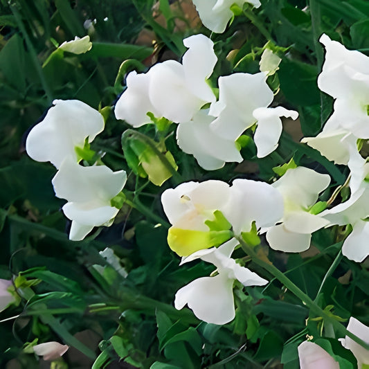 Lathyrus odoratus - 'Cuthbertson Janet'