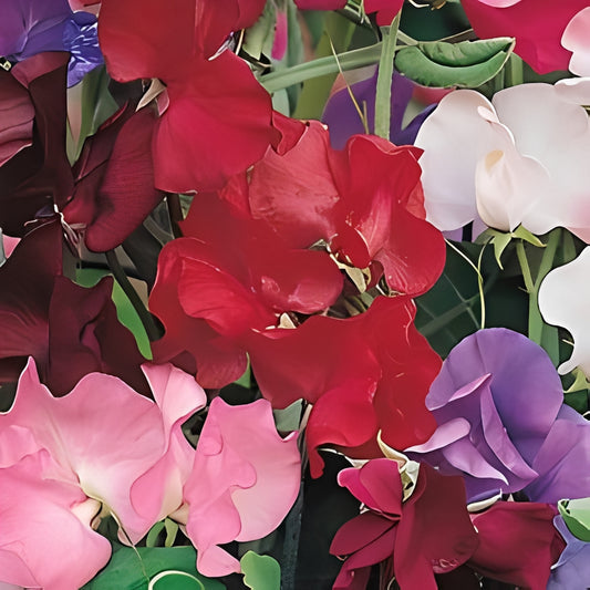 Lathyrus odoratus - 'Mammoth Mix'