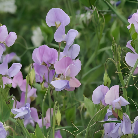Lathyrus odoratus - 'Royal Family Lavender'