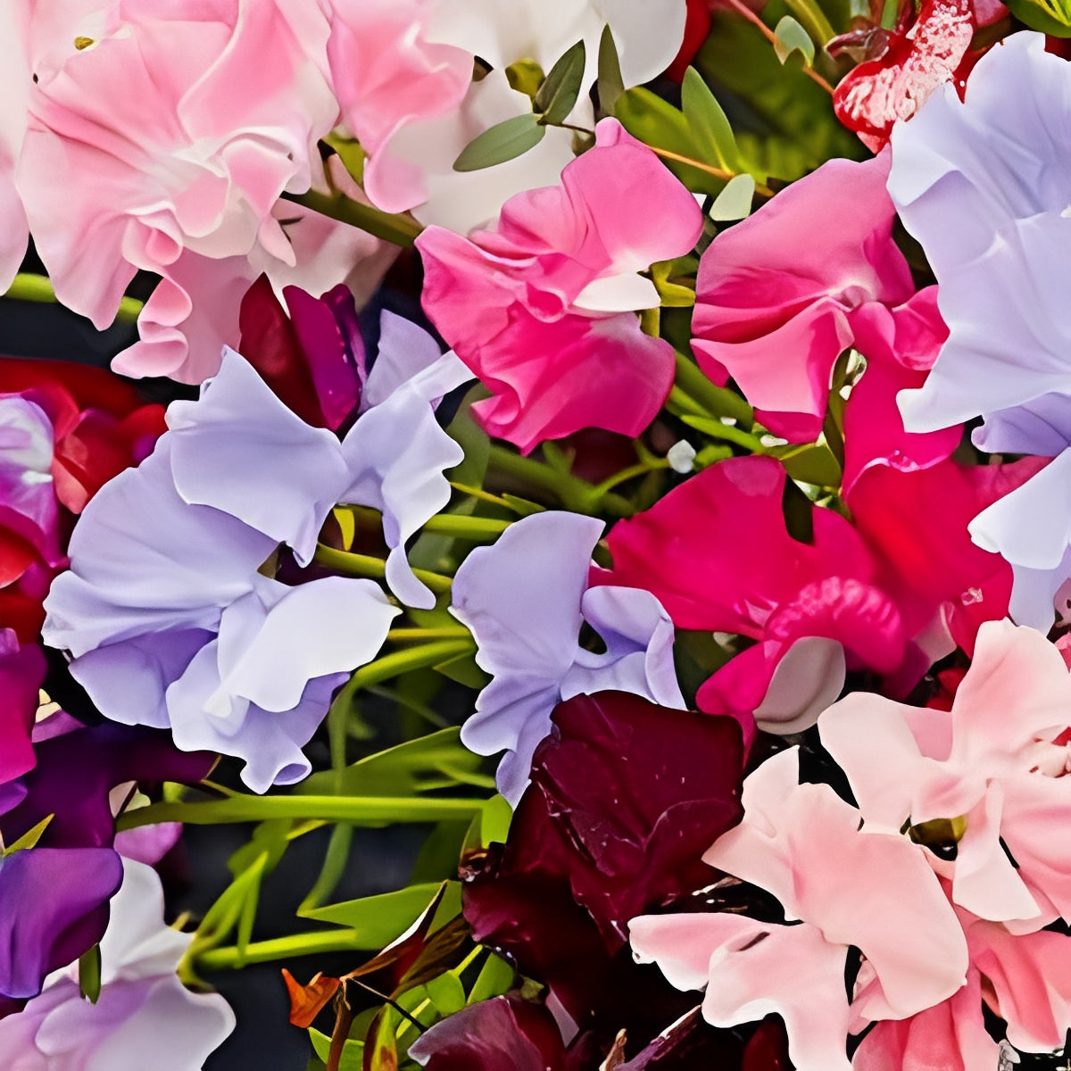 Lathyrus odoratus - 'Spencer Mix'