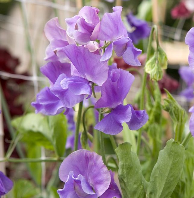 Lathyrus odoratus ‘Noel Sutton’