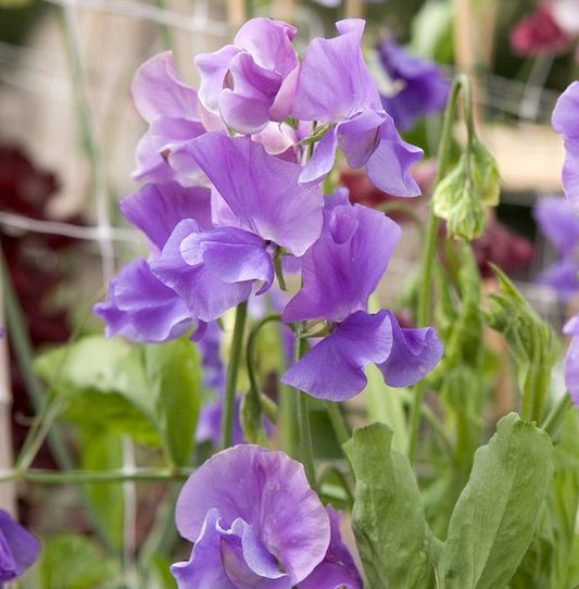 Lathyrus odoratus ‘Noel Sutton’