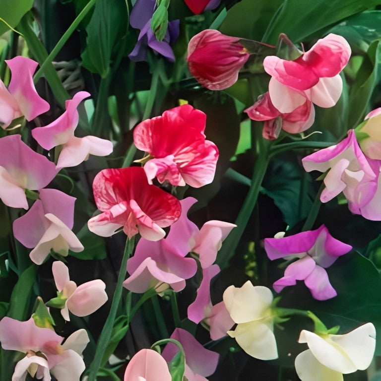 Lathyrus odoratus - 'Royal Family Mix'