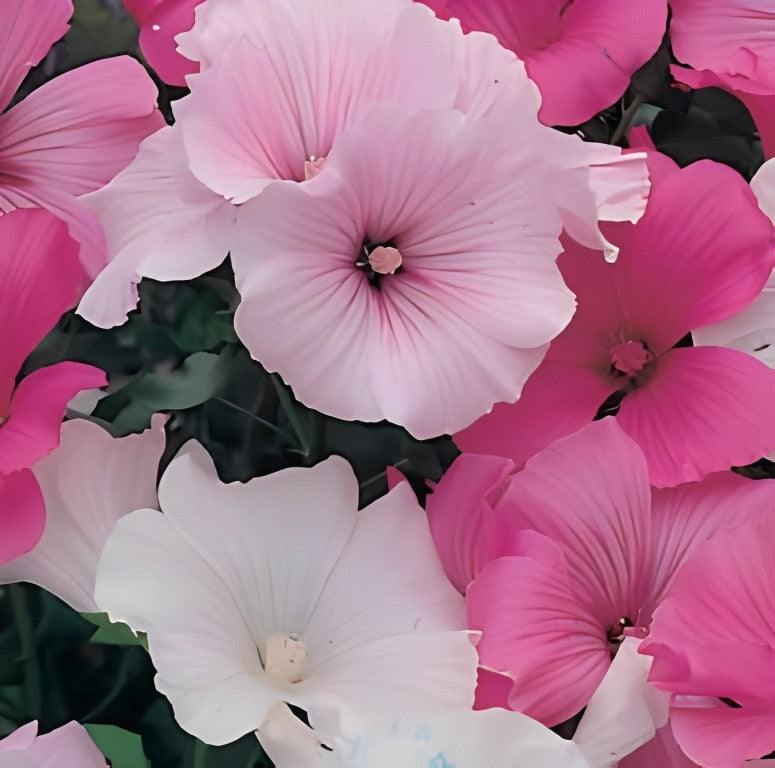 Lavatera trimestris - 'Mix'