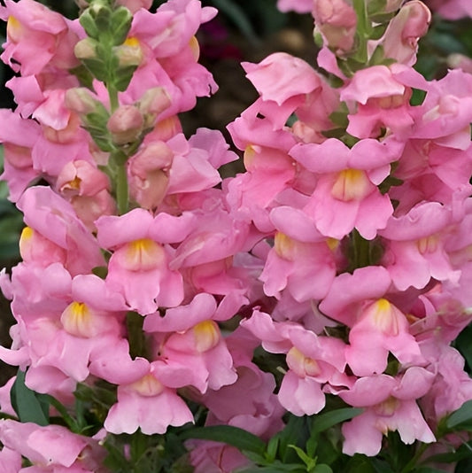 Anthirrhinum (Leeuwenbek) - 'Pink'
