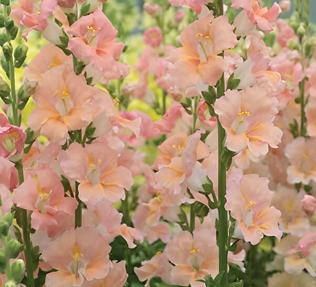 Anthirrhinum (Leeuwenbek) - 'Salmon'