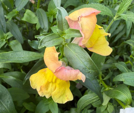 Antirrhinum (Leeuwenbek) - 'Aureate'