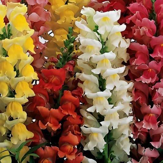 Antirrhinum majus maximum (Leeuwenbek) - 'Mix'