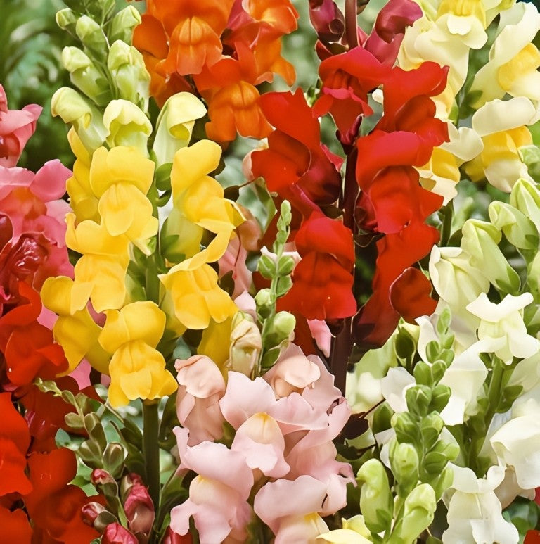 Antirrhinum majus nanum (Leeuwenbek) - 'Rainbow Mix'