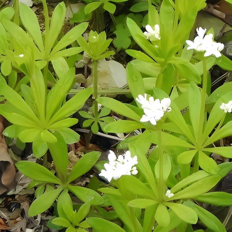 Lieve-vrouwe-bedstro