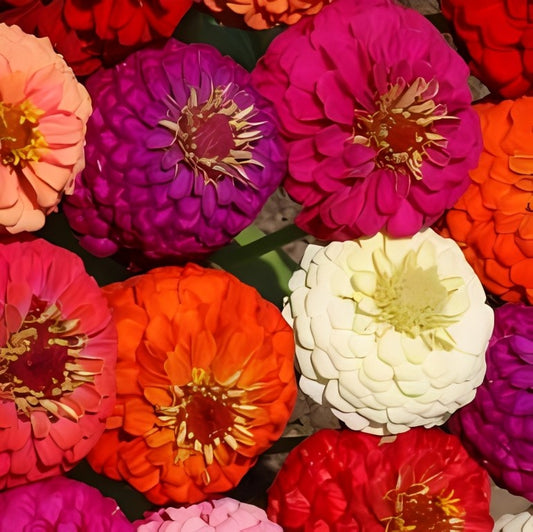 Zinnia elegans - 'Lilliput Mix'