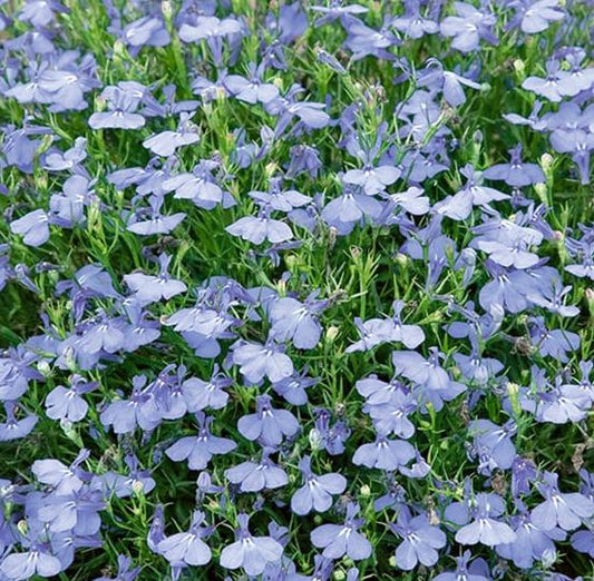 Lobelia erinus - 'Cambridge Blue'