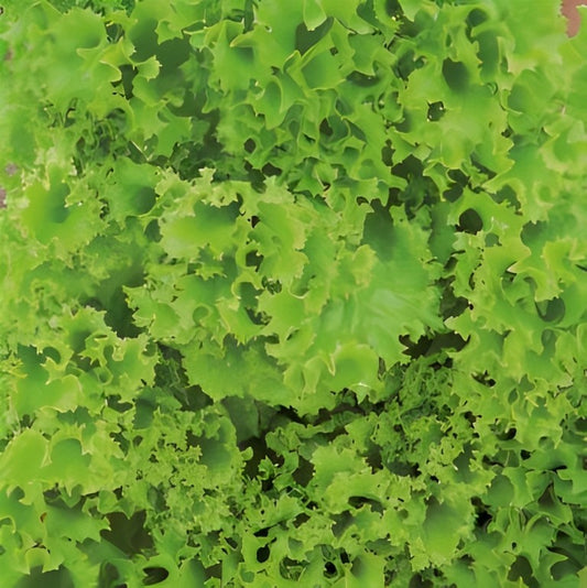 Krulsla - 'Lollo Bionda'