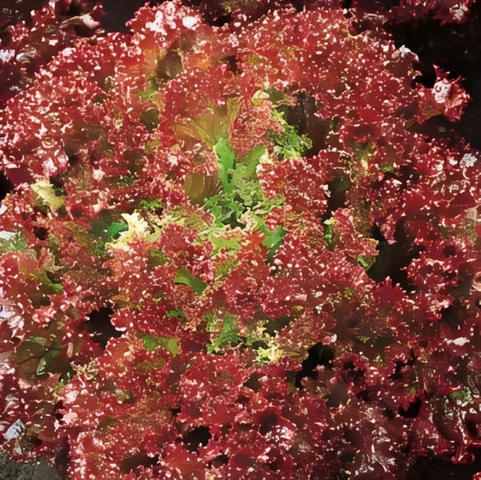 Krulsla - 'Lollo Rossa'