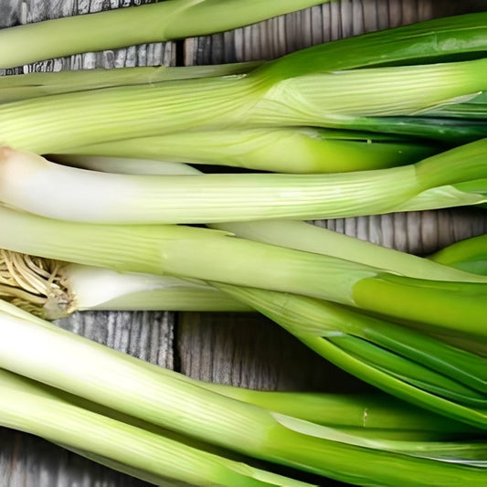 Stengelui/Bosui - 'Long White Ishikura'
