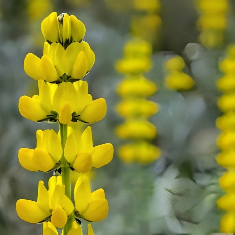 Lupinus luteus (Eenjarige lupine)