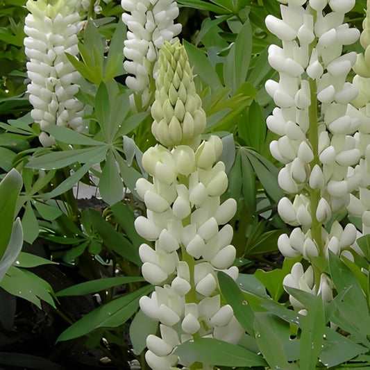 Lupinus polyphyllus - 'Russell Noblemaiden'