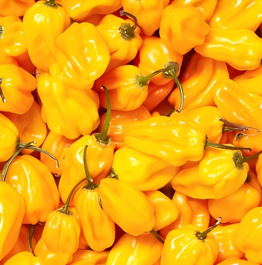 Peper - 'Madame Jeanette'