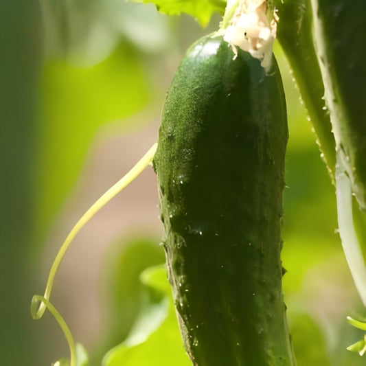 Komkommer - 'Marketmore'