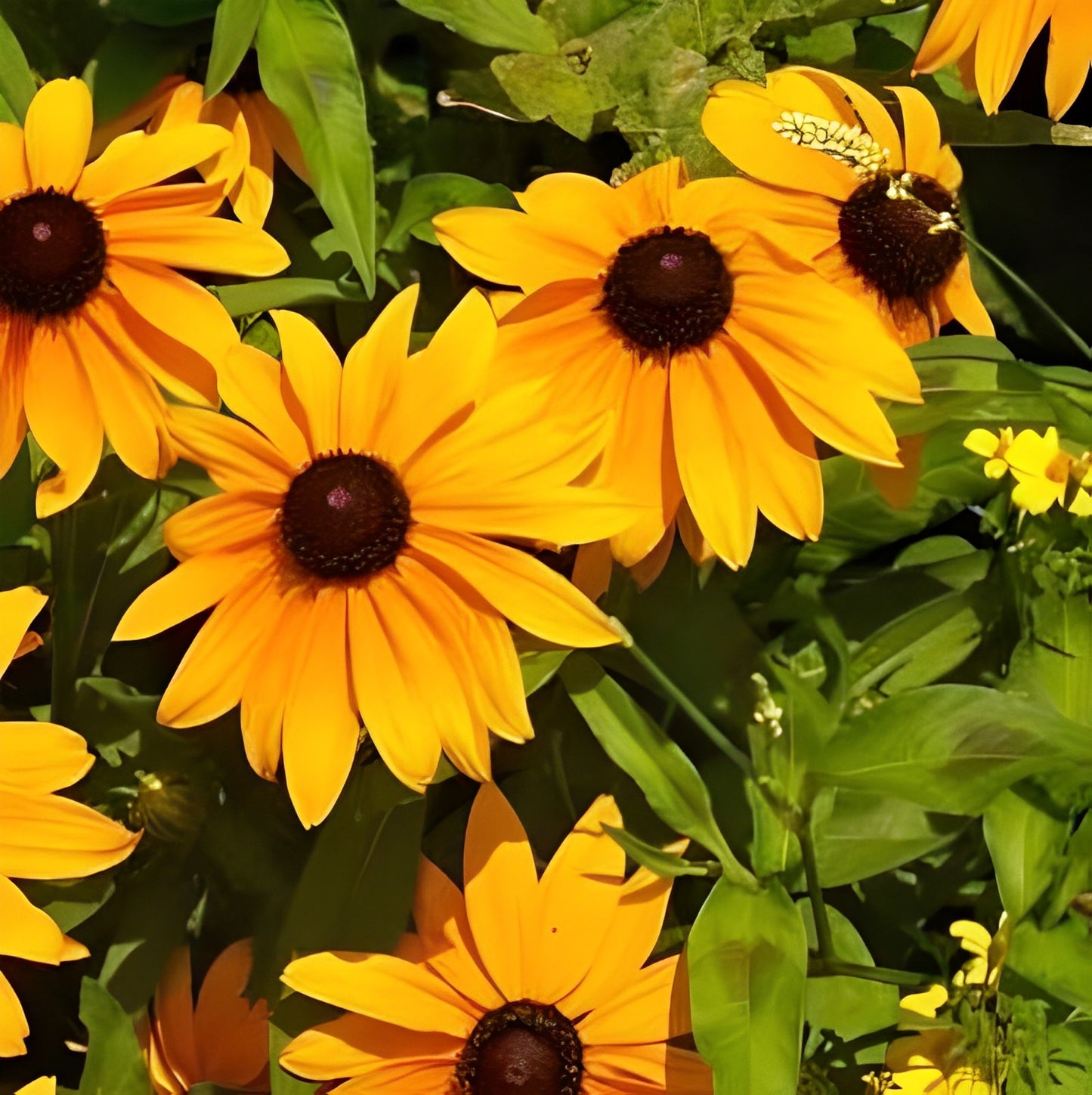 Rudbeckia - 'Marmalade'