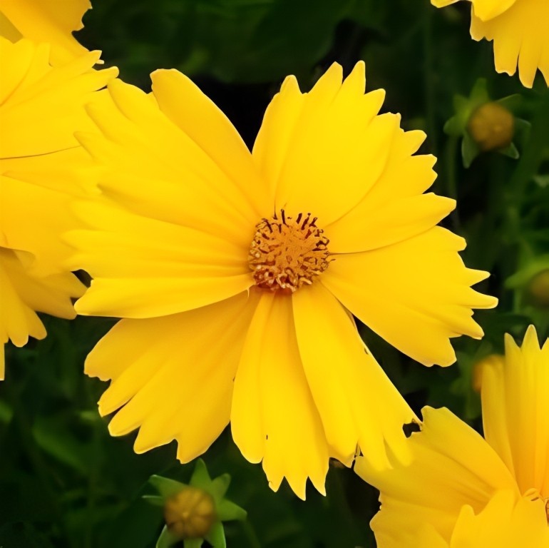 Coreopsis lanceolata (Meisjesogen) - 'Mayfield Giants'