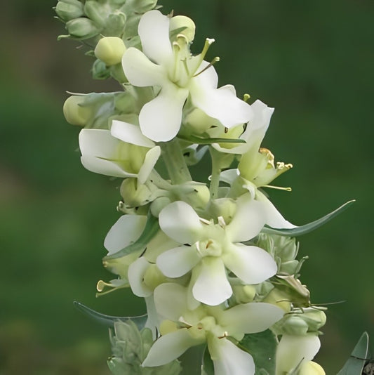 Melige Toorts (Verbascum lychnitis)