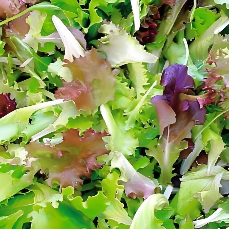 Frans Salademengsel (Mesclun)