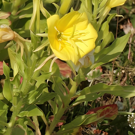 Middelste Teunisbloem (Oenothera biennis)