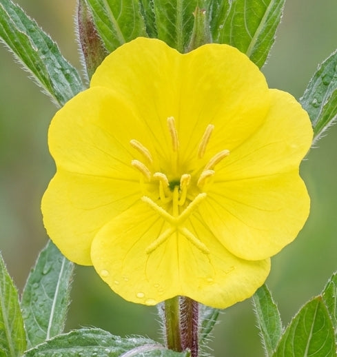 Middelste Teunisbloem