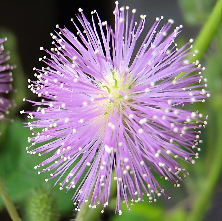 Mimosa pudica