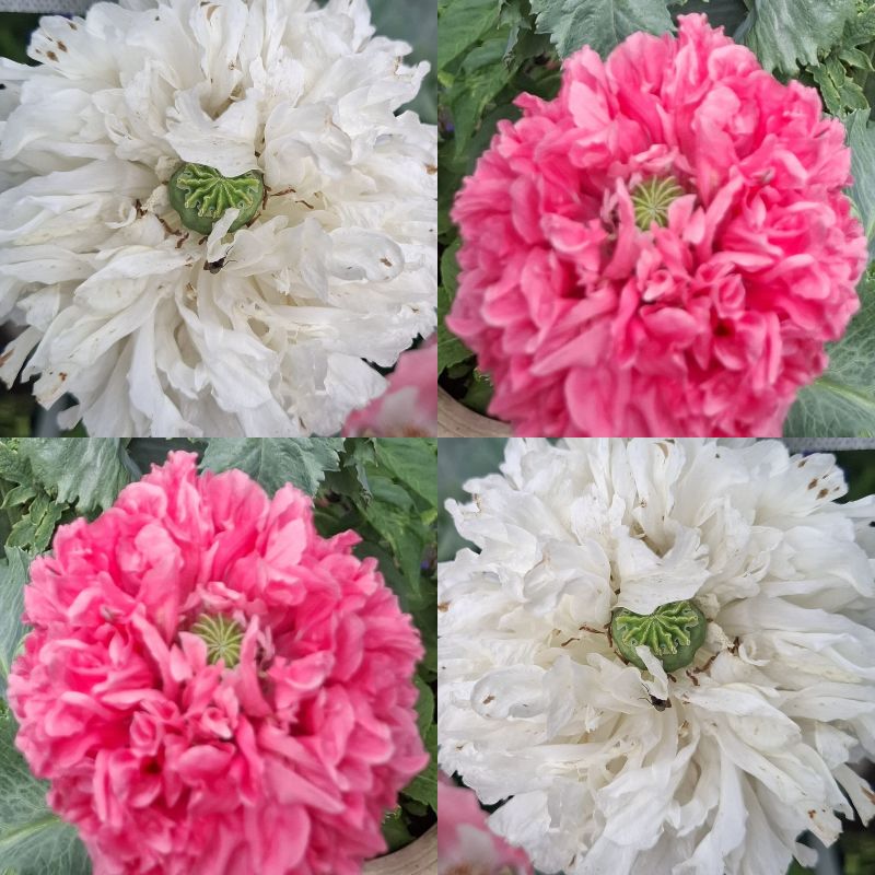 Papaver somniferum – Frosted Salmon & White Mix