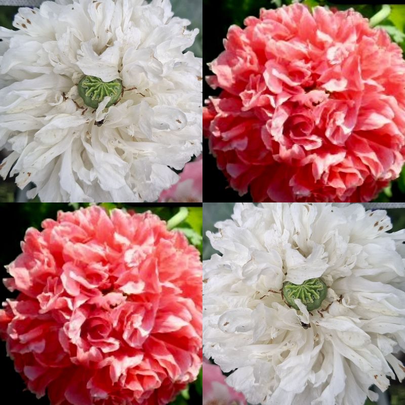 Papaver somniferum – 'Frosted Salmon & White' Mix