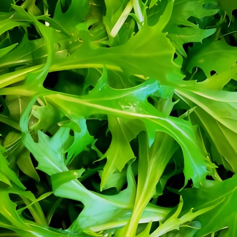 Brassica rapa (Mizuna) - 'Green'