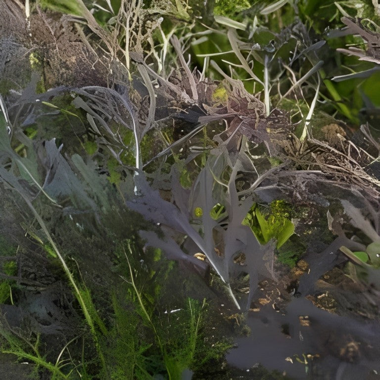 Brassica rapa (Mizuna) - 'Red'