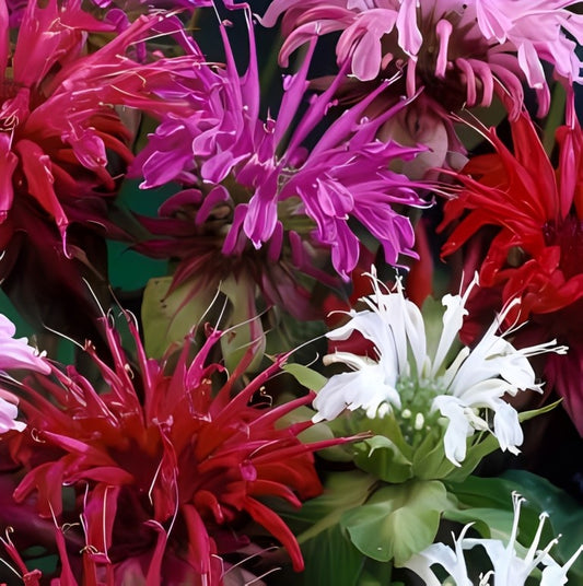 Monarda didyma (Bergamotplant) - 'Mixed'