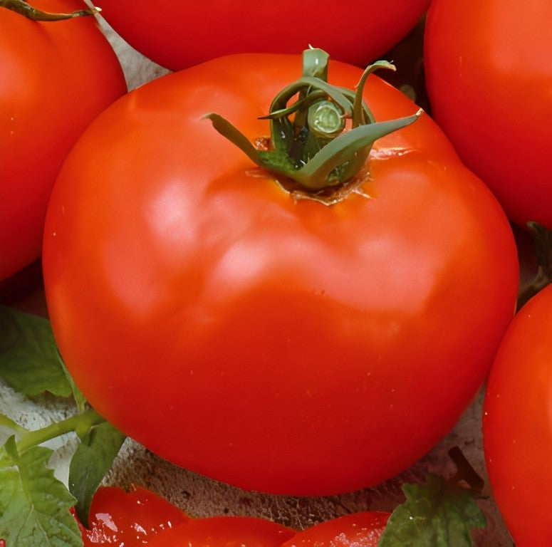 Tomaat - 'Moneymaker'